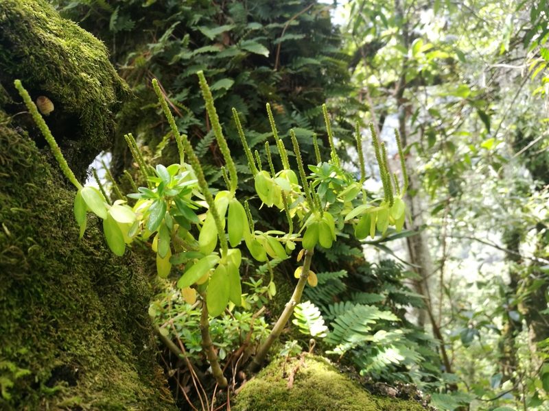 Peperomia leptophylla, photographed by Robert Martin