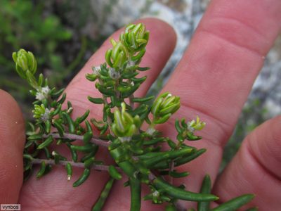 Phylica lasiocarpa, photographed by Chris Vynbos