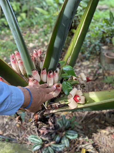 Alocasia robusta, photographed by tlaloc27