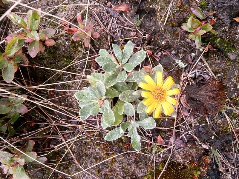 Senecio procumbens, photographed by Jose Enrique