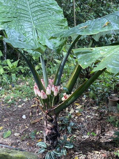 Alocasia robusta, photographed by tlaloc27