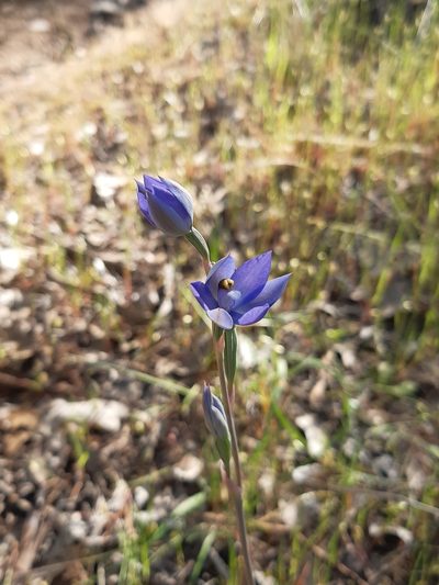 Thelymitra megacalyptra, photographed by Matthew Lincoln