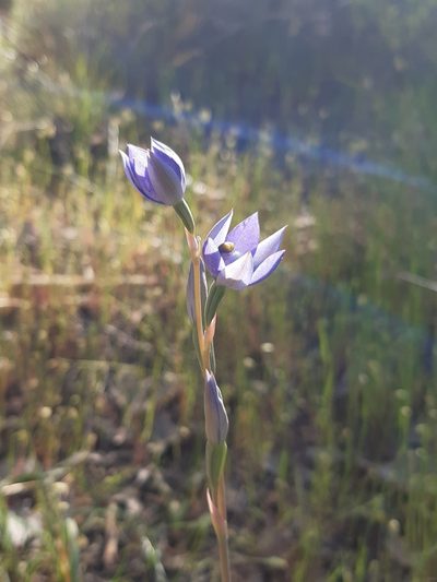 Thelymitra megacalyptra, photographed by Matthew Lincoln