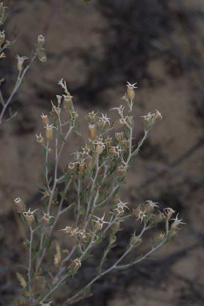 Mentzelia strictissima, photographed by Michelle W. （鍾偉瑋）