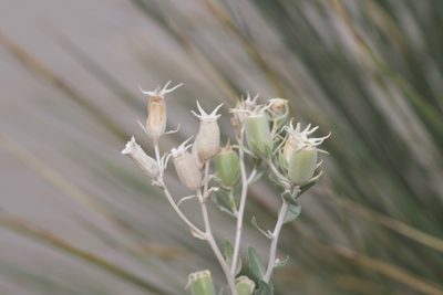 Mentzelia strictissima, photographed by Michelle W. （鍾偉瑋）
