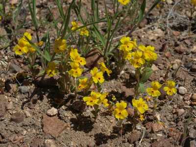 Erythranthe carsonensis, photographed by Jim Morefield