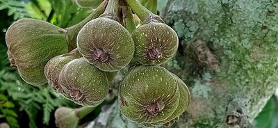 Ficus auriculata, photographed by Ong Jyh Seng
