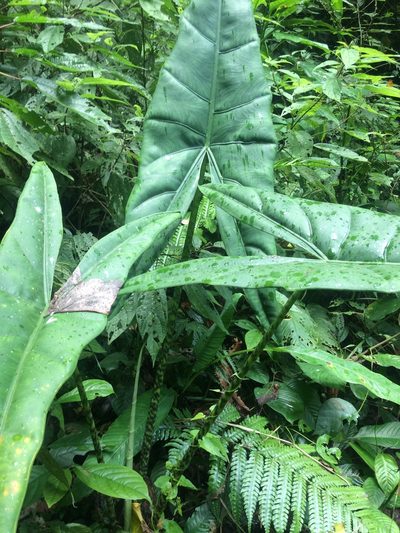 Alocasia zebrina, photographed by Greg III Espera