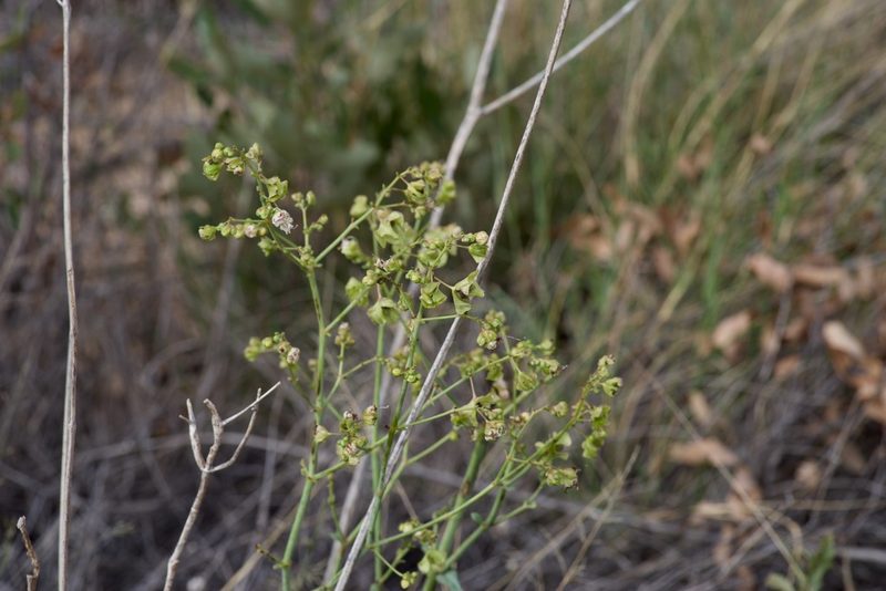 Mirabilis glabra, photographed by Michelle W. （鍾偉瑋）