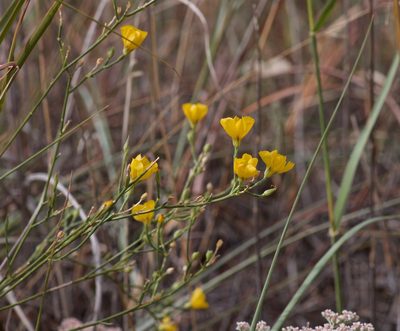 Linum berlandieri, photographed by Michelle W. （鍾偉瑋）