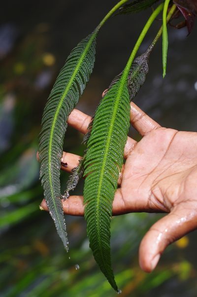 Hydrostachys plumosa, photographed by Vincent Porcher