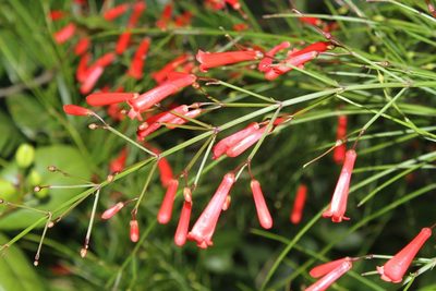 Russelia equisetiformis, photographed by Nguyễn Văn Hùng