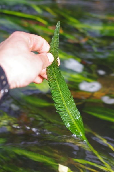 Hydrostachys plumosa, photographed by Vincent Porcher