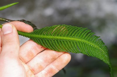 Hydrostachys plumosa, photographed by Vincent Porcher