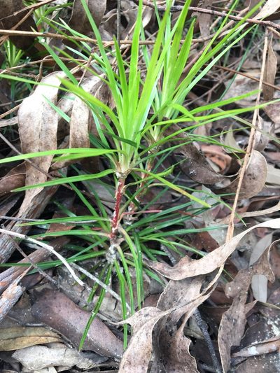 Stylidium productum, photographed by Thomas Mesaglio