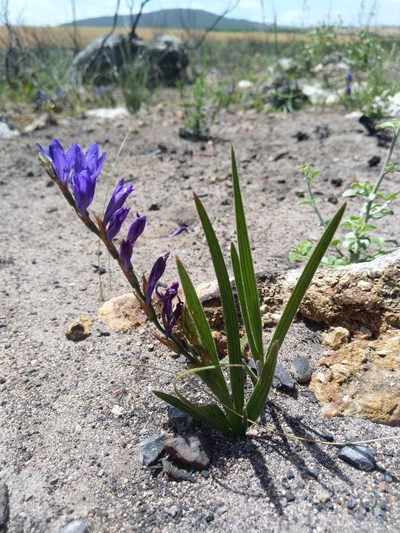 Babiana secunda, photographed by Jacques van der Merwe