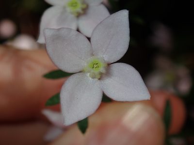 Boronia floribunda, photographed by Thomas Mesaglio