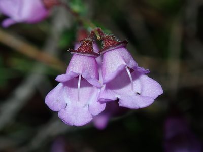 Prostanthera denticulata, photographed by Thomas Mesaglio