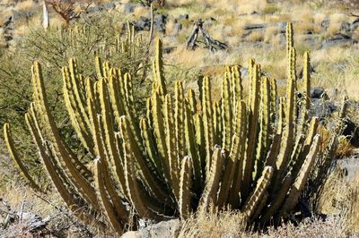 Euphorbia avasmontana, photographed by i_c_riddell