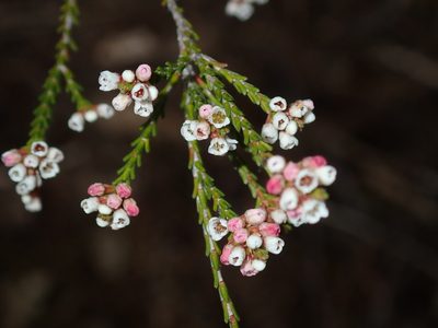Micromyrtus ciliata, photographed by Thomas Mesaglio