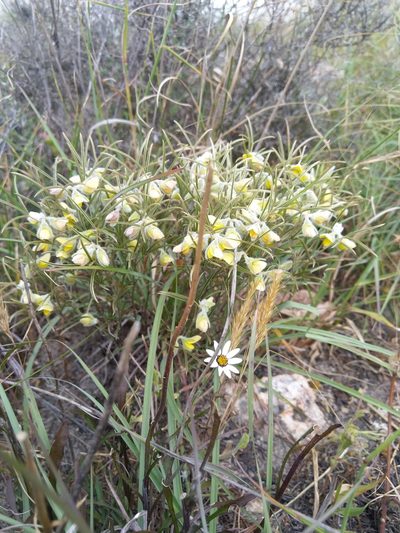 Argyrolobium filifolia, photographed by Jacques van der Merwe