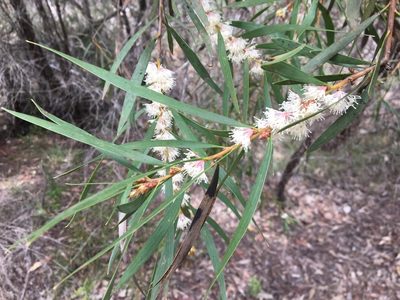 Hakea dactyloides, photographed by Thomas Mesaglio