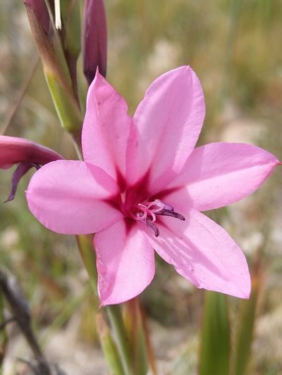 Watsonia strictiflora, photographed by Jacques van der Merwe