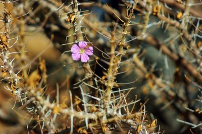 Sarcocaulon marlothii, photographed by i_c_riddell