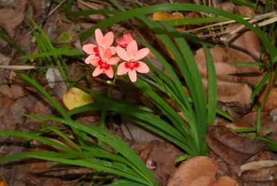 Freesia laxa, photographed by Rolf Lawrenz