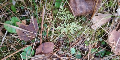 Aegopodium alpestre, photographed by Yurii Basov