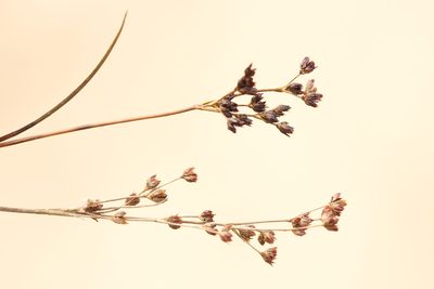 Juncus alpinoarticulatus, photographed by Вячеслав Юсупов