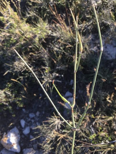 Ephedra compacta, photographed by Erick Vélez Sánchez