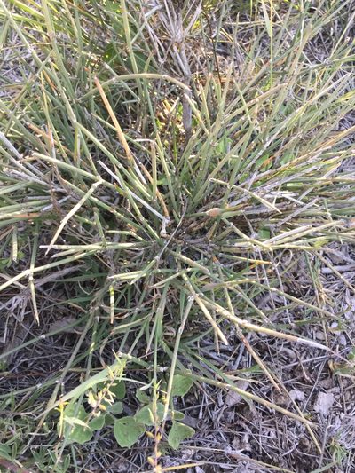 Ephedra compacta, photographed by Erick Vélez Sánchez