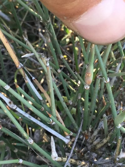 Ephedra compacta, photographed by Erick Vélez Sánchez