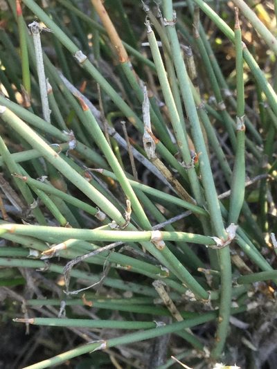 Ephedra compacta, photographed by Erick Vélez Sánchez