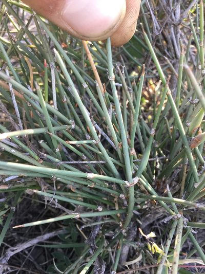 Ephedra compacta, photographed by Erick Vélez Sánchez
