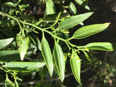 Vallesia glabra, photographed by Erick Vélez Sánchez