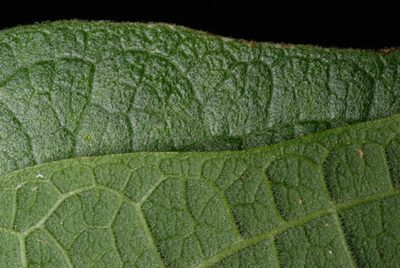 Passiflora multiflora, photographed by Douglas Goldman