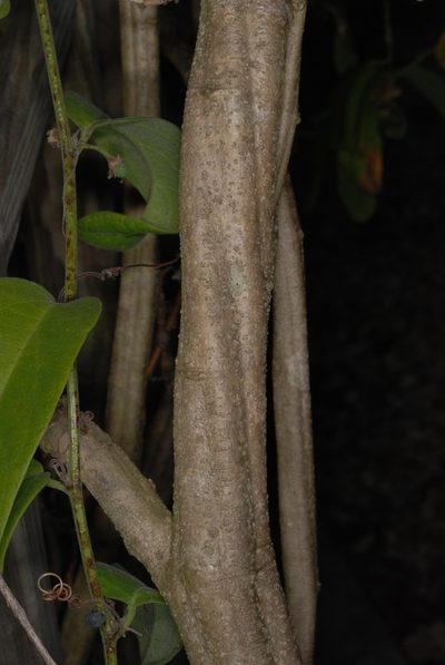 Passiflora multiflora, photographed by Douglas Goldman