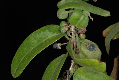 Passiflora multiflora, photographed by Douglas Goldman