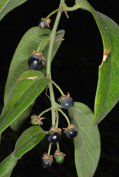Passiflora multiflora, photographed by Douglas Goldman