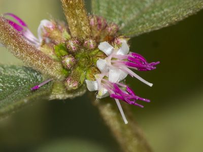 Miconia rubra, photographed by Manuel Ortiz
