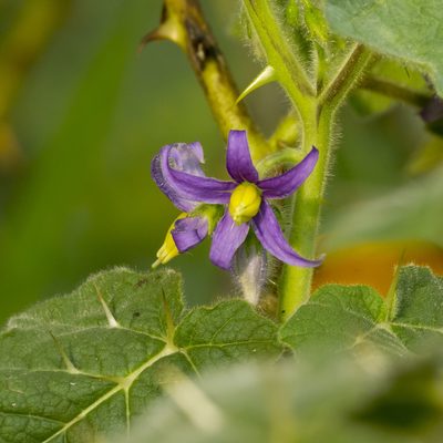 Solanum mammosum, photographed by Manuel Ortiz