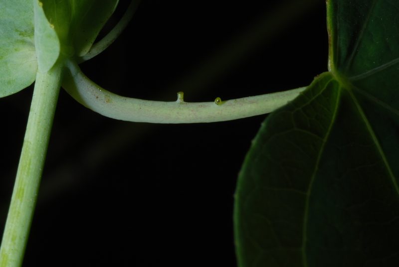 Passiflora pallens, photographed by Douglas Goldman