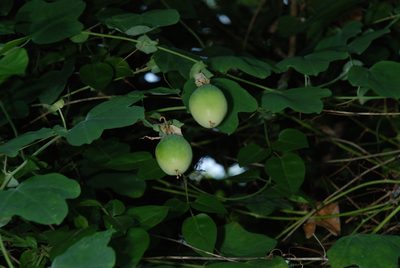 Passiflora pallens, photographed by Douglas Goldman