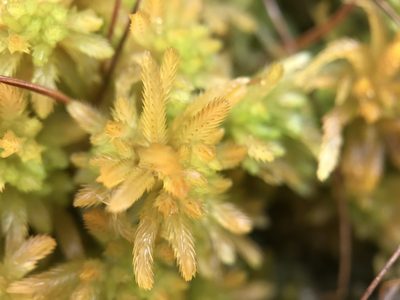 Sphagnum pulchrum, photographed by Andrew Melton