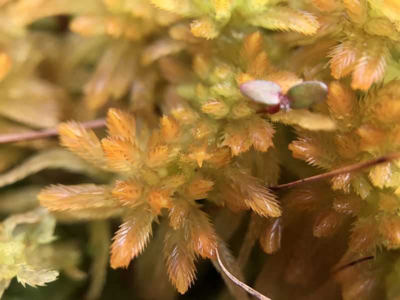 Sphagnum pulchrum, photographed by Andrew Melton