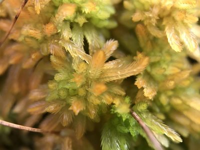 Sphagnum pulchrum, photographed by Andrew Melton