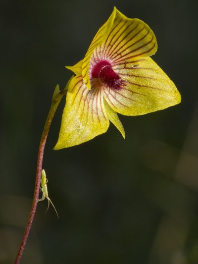 Telipogon nervosus, photographed by Manuel Ortiz