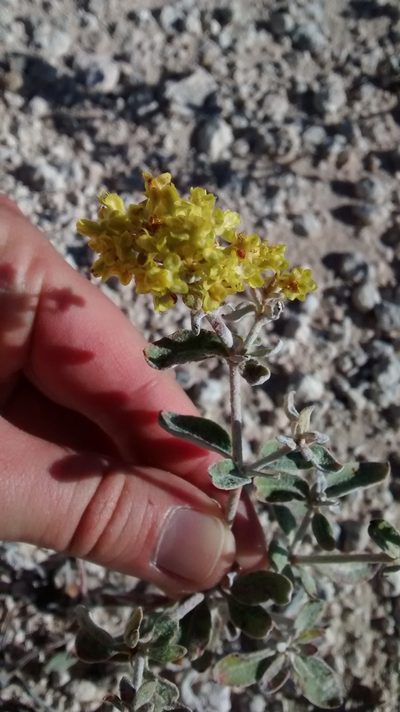 Eriogonum correllii, photographed by Jennifer Siegmann